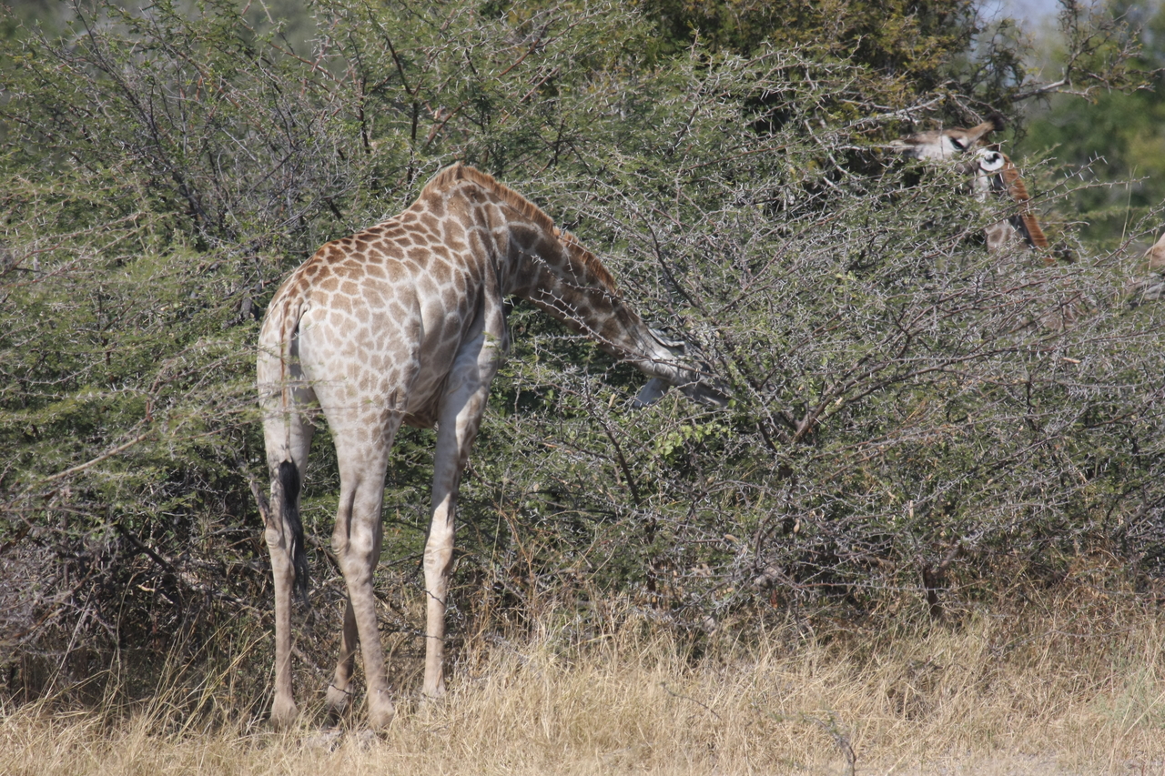 [23974] 2016_06_30_05_30_22_Africa_Canon_EOS_40D_IMG__11534.jpg