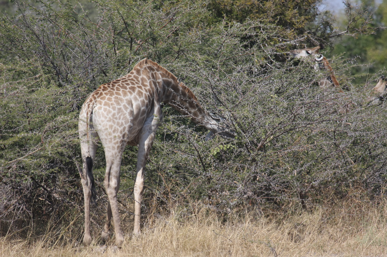 [23975] 2016_06_30_05_30_22_Africa_Canon_EOS_40D_IMG__11535.jpg