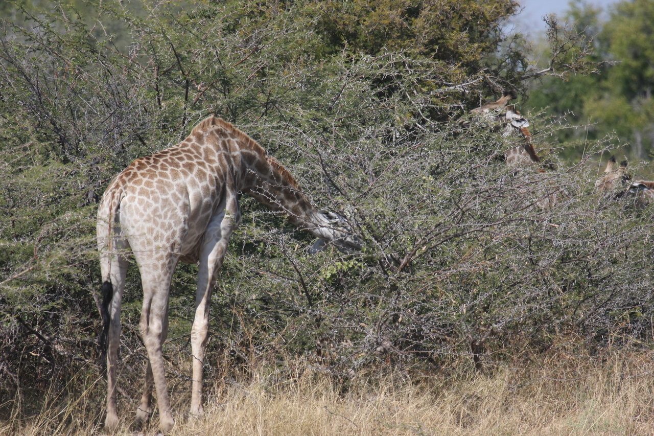 [23982] 2016_06_30_05_30_23_Africa_Canon_EOS_40D_IMG__11538.jpg