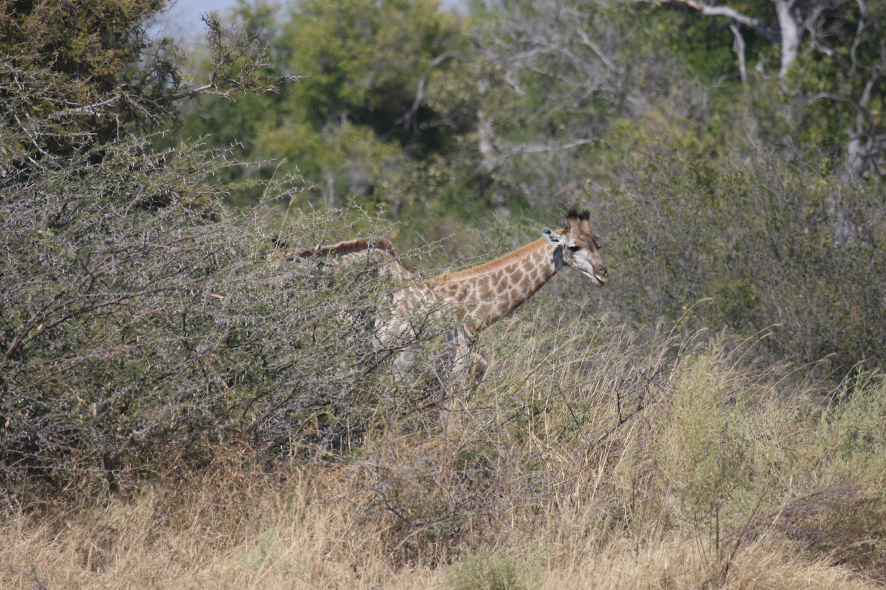 [23984] 2016_06_30_05_30_26_Africa_Canon_EOS_40D_IMG__04092.jpg