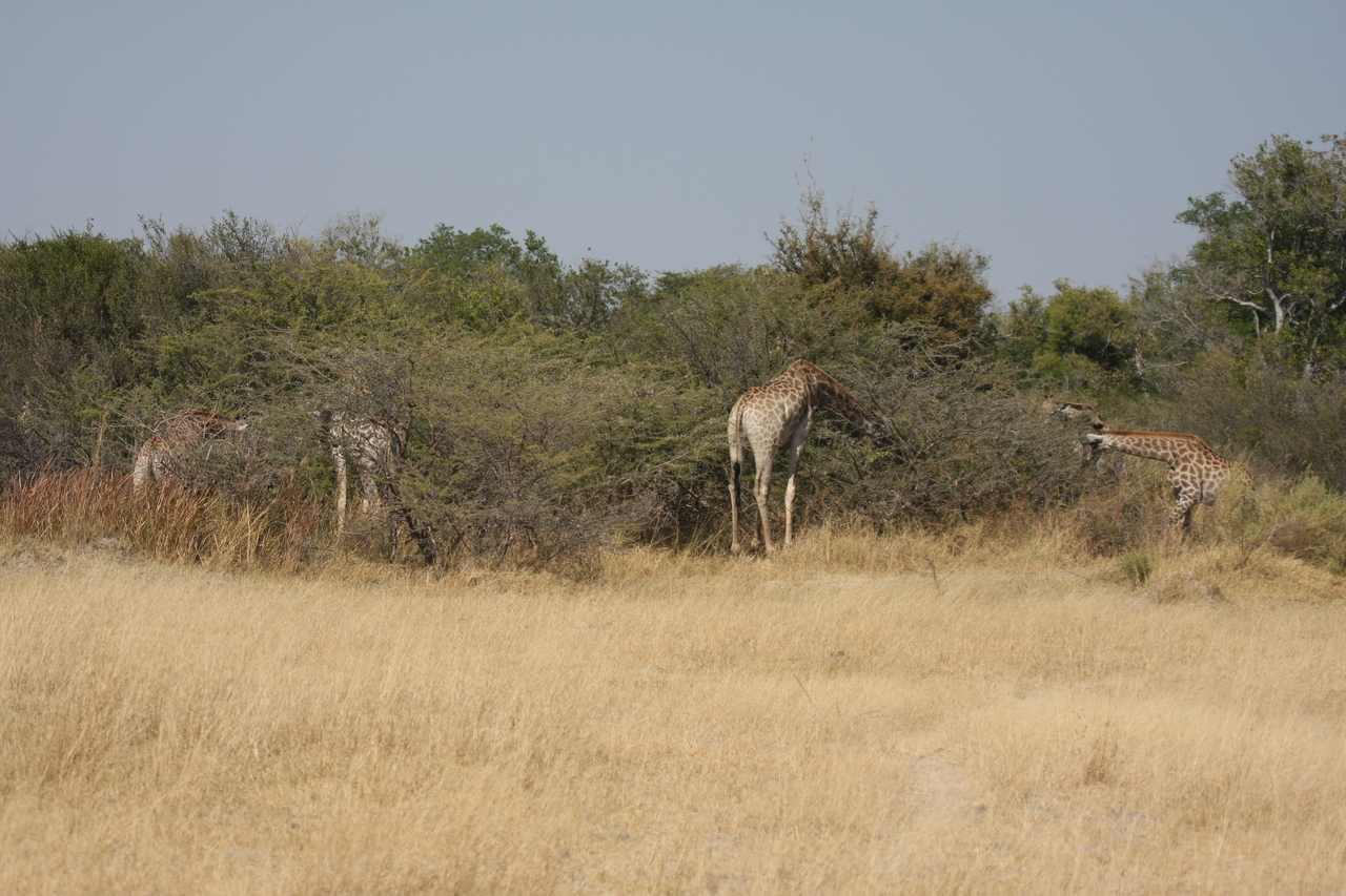 [23989] 2016_06_30_05_30_39_Africa_Canon_EOS_40D_IMG__04094.jpg