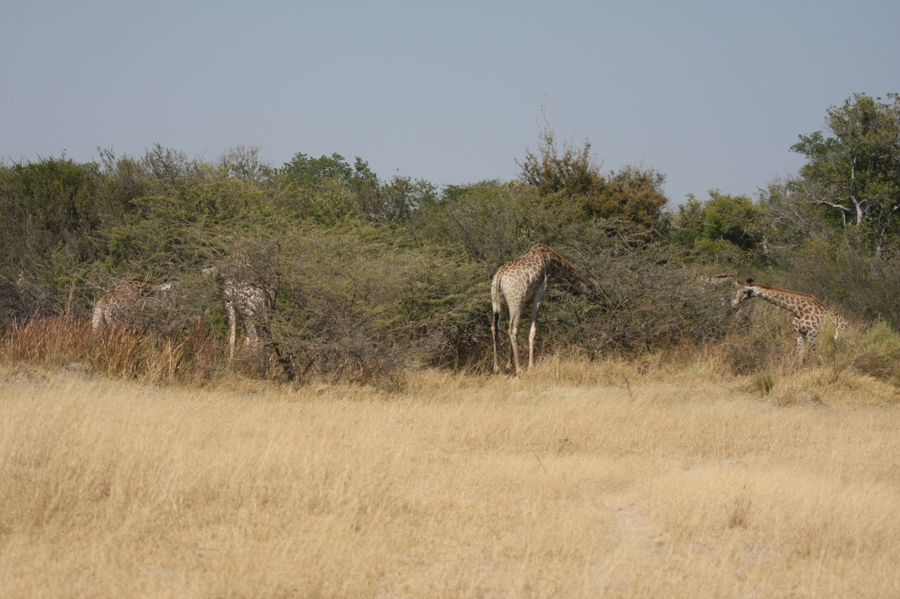 [23990] 2016_06_30_05_30_39_Africa_Canon_EOS_40D_IMG__11540.jpg