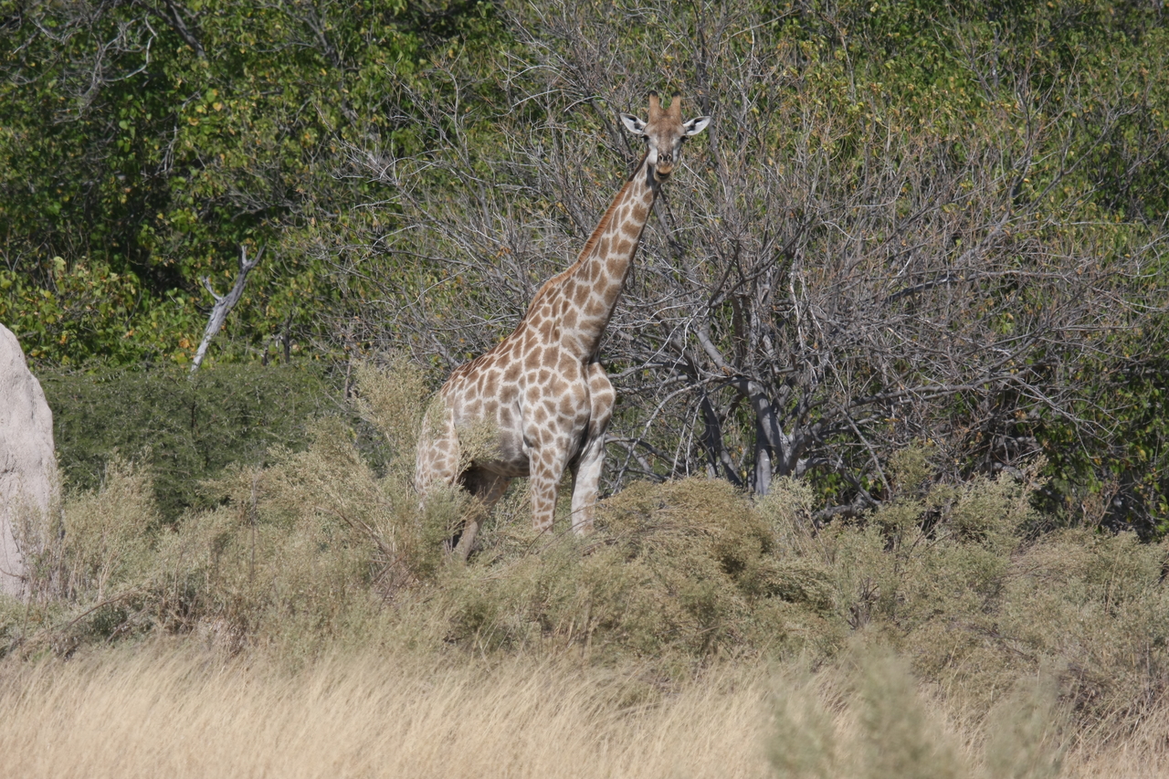 [23994] 2016_06_30_05_31_11_Africa_Canon_EOS_40D_IMG__00372.jpg