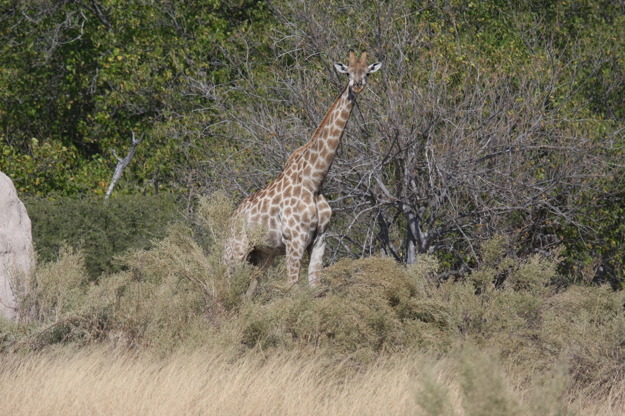 [23996] 2016_06_30_05_31_11_Africa_Canon_EOS_40D_IMG__04097.jpg