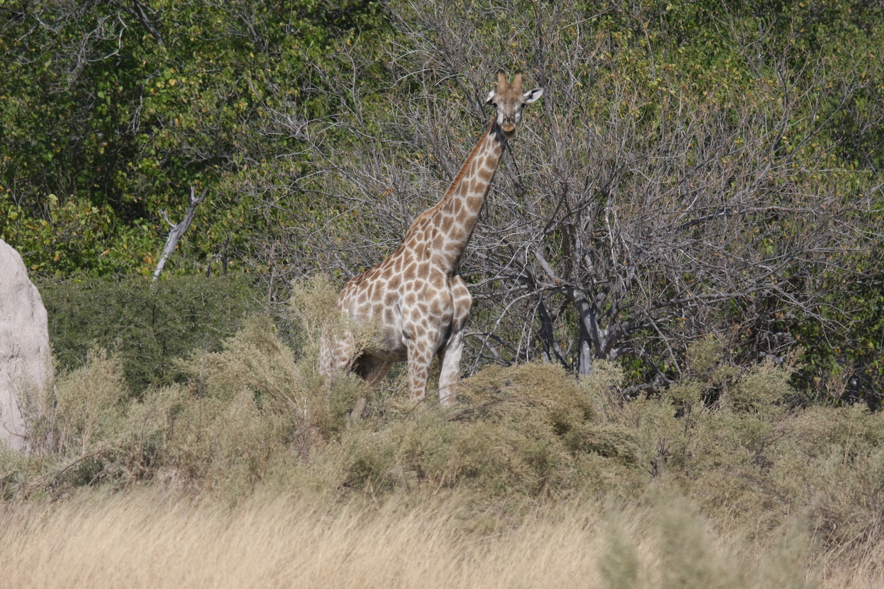 [23998] 2016_06_30_05_31_11_Africa_Canon_EOS_40D_IMG__11543.jpg