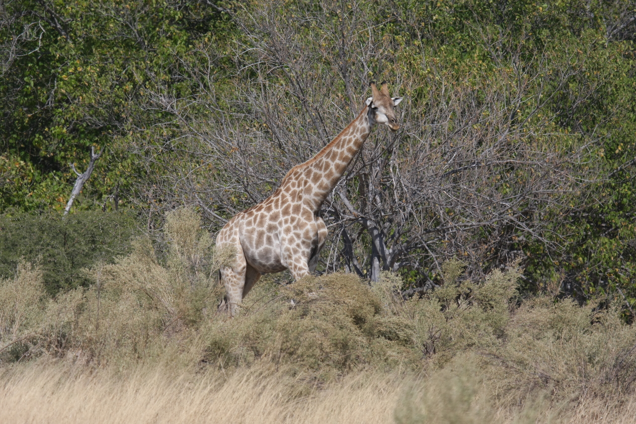 [24002] 2016_06_30_05_31_14_Africa_Canon_EOS_40D_IMG__04099.jpg