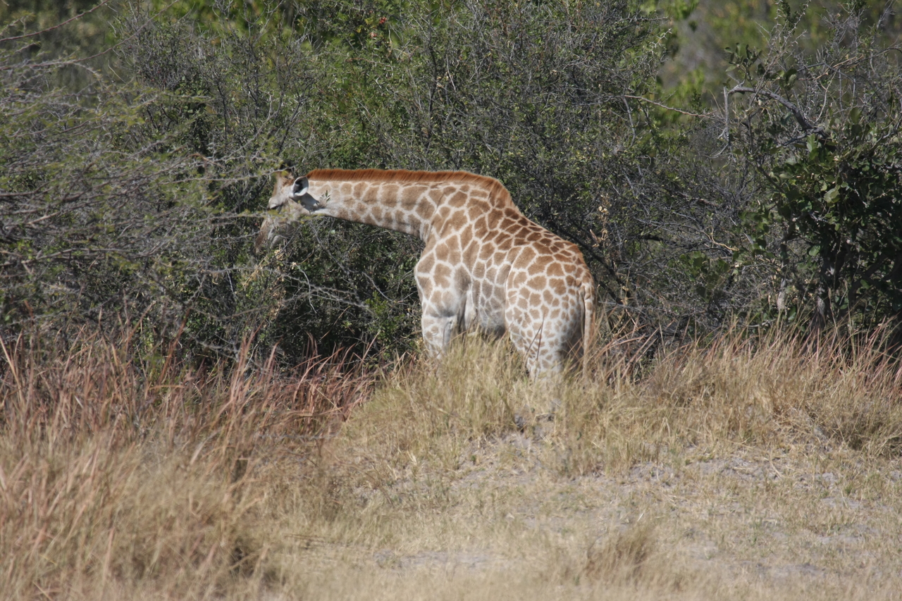 [24008] 2016_06_30_05_31_26_Africa_Canon_EOS_40D_IMG__04101.jpg