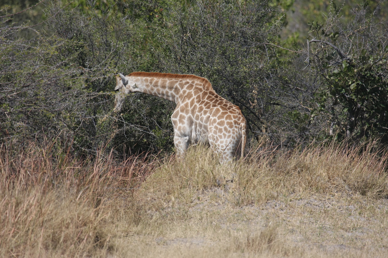 [24013] 2016_06_30_05_31_31_Africa_Canon_EOS_40D_IMG__00377.jpg