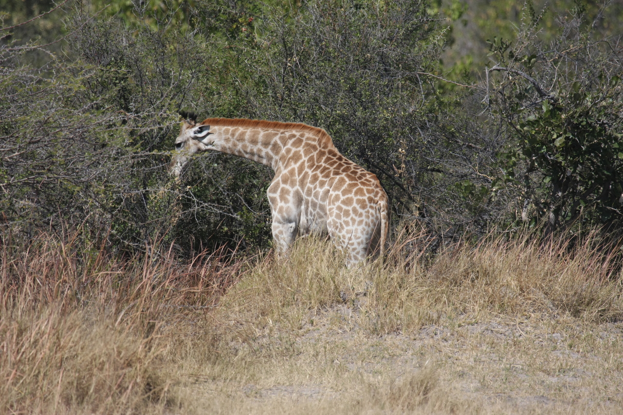 [24015] 2016_06_30_05_31_31_Africa_Canon_EOS_40D_IMG__00379.jpg