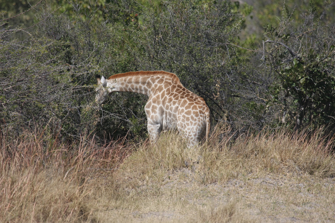 [24023] 2016_06_30_05_31_32_Africa_Canon_EOS_40D_IMG__04107.jpg