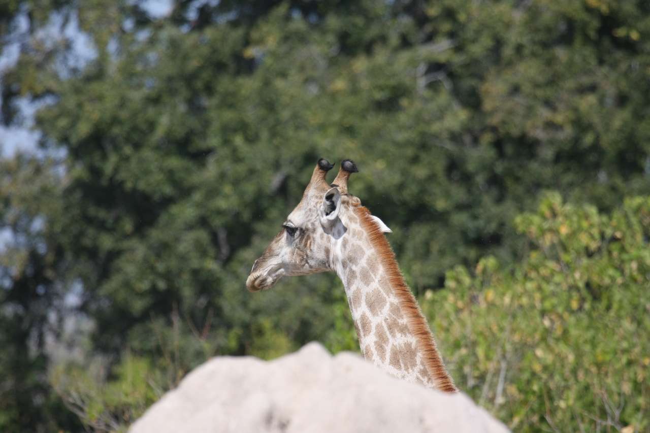 [24026] 2016_06_30_05_33_13_Africa_Canon_EOS_40D_IMG__04108.jpg