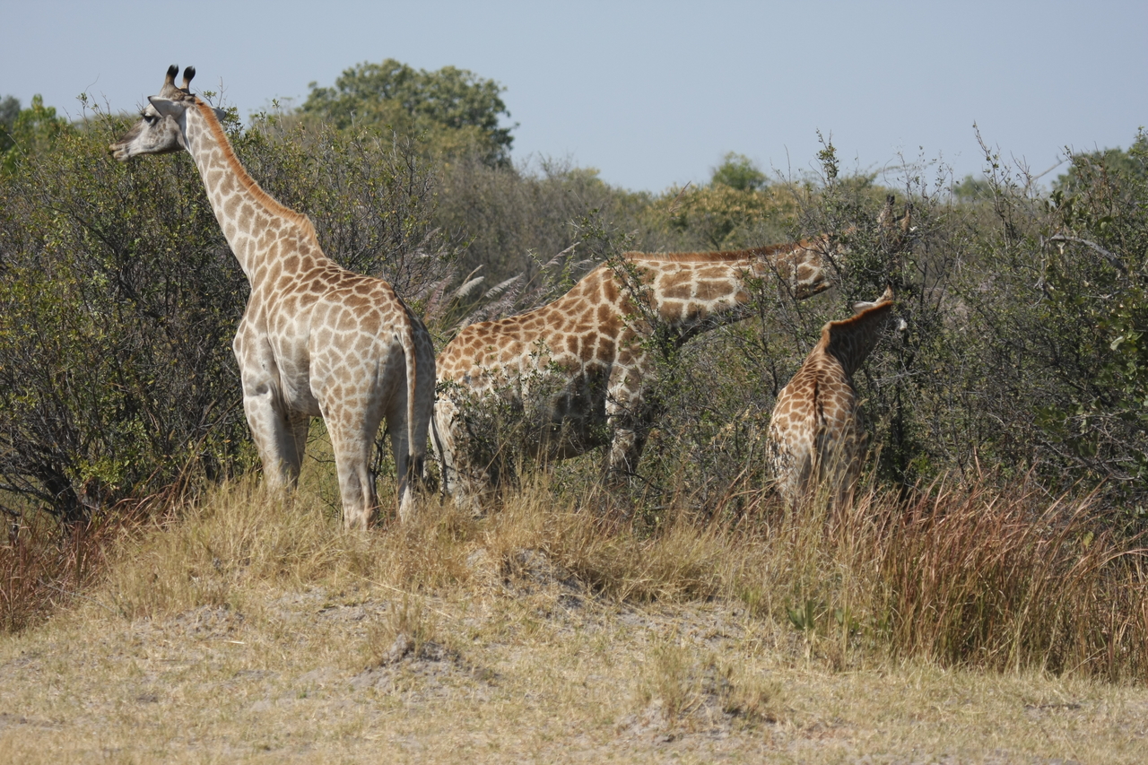 [24031] 2016_06_30_05_33_30_Africa_Canon_EOS_40D_IMG__04109.jpg