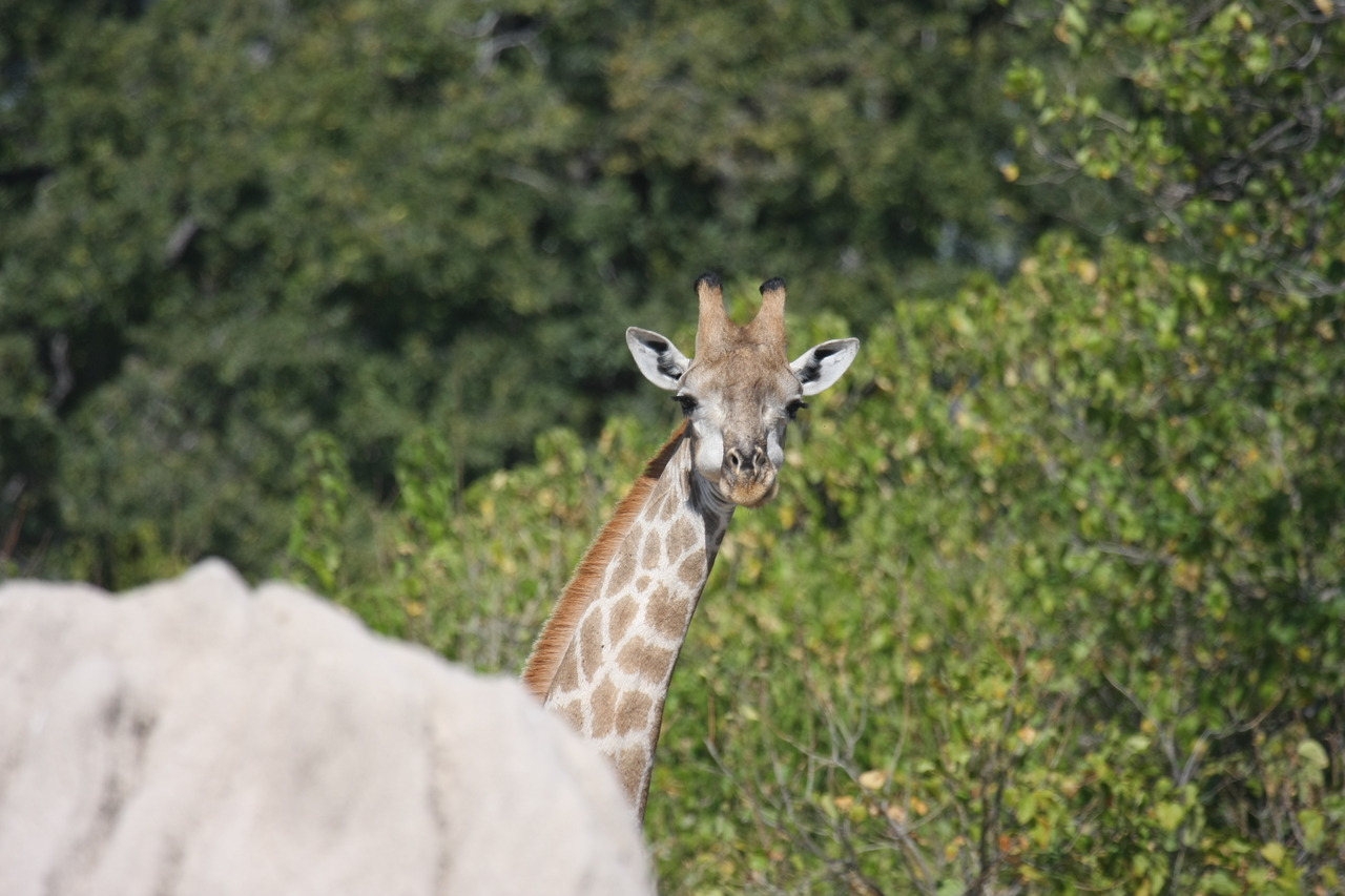 [24037] 2016_06_30_05_33_39_Africa_Canon_EOS_40D_IMG__00386.jpg