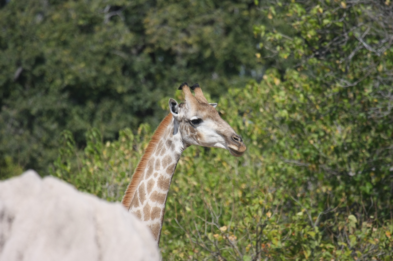 [24046] 2016_06_30_05_33_46_Africa_Canon_EOS_40D_IMG__00389.jpg