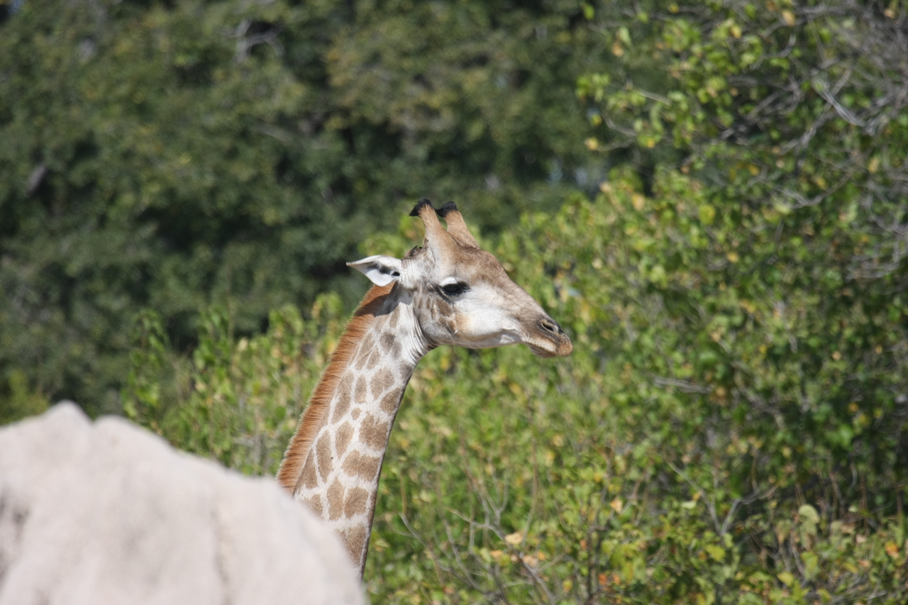 [24053] 2016_06_30_05_33_46_Africa_Canon_EOS_40D_IMG__11563.jpg