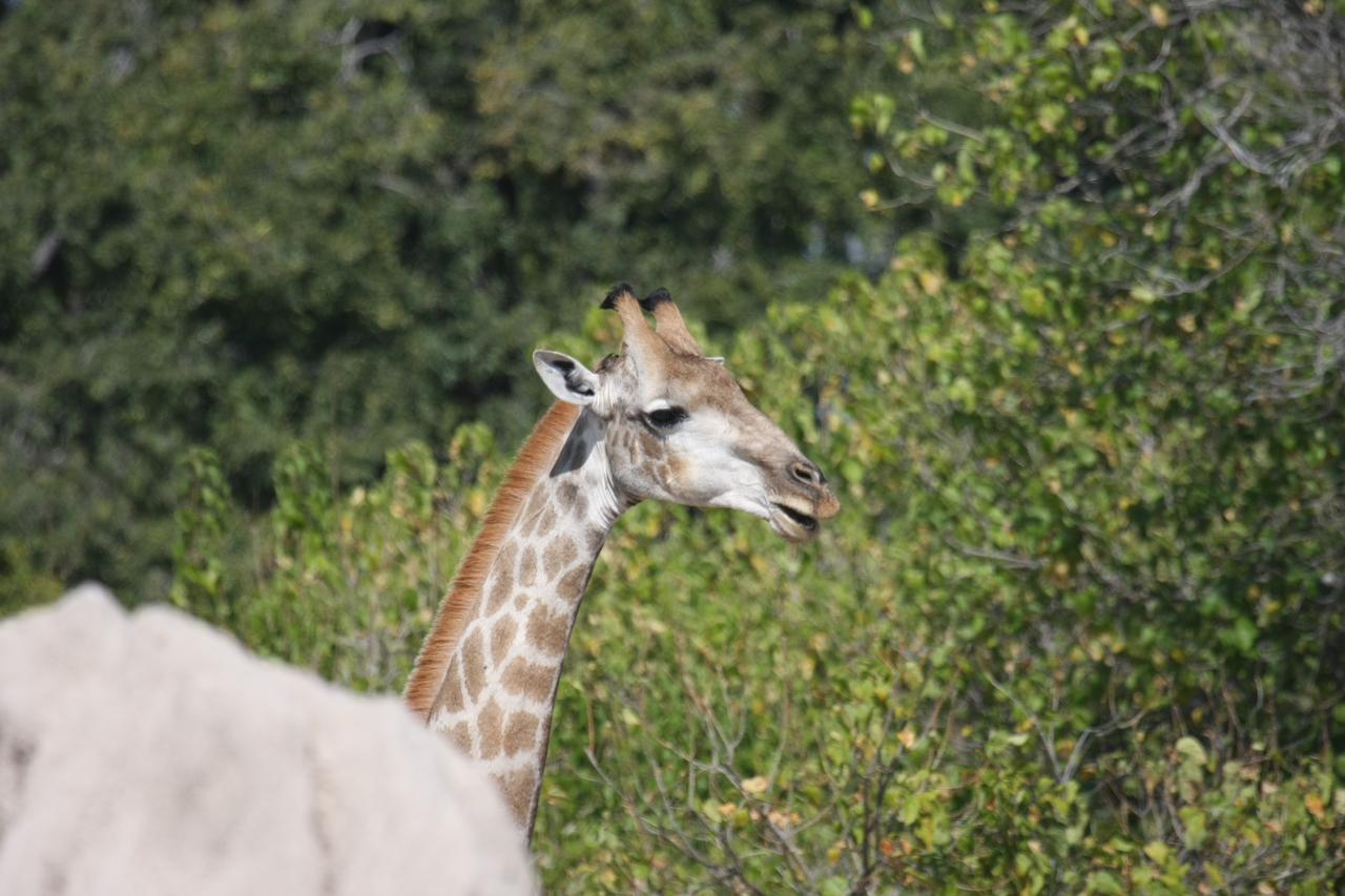 [24054] 2016_06_30_05_33_46_Africa_Canon_EOS_40D_IMG__11565.jpg