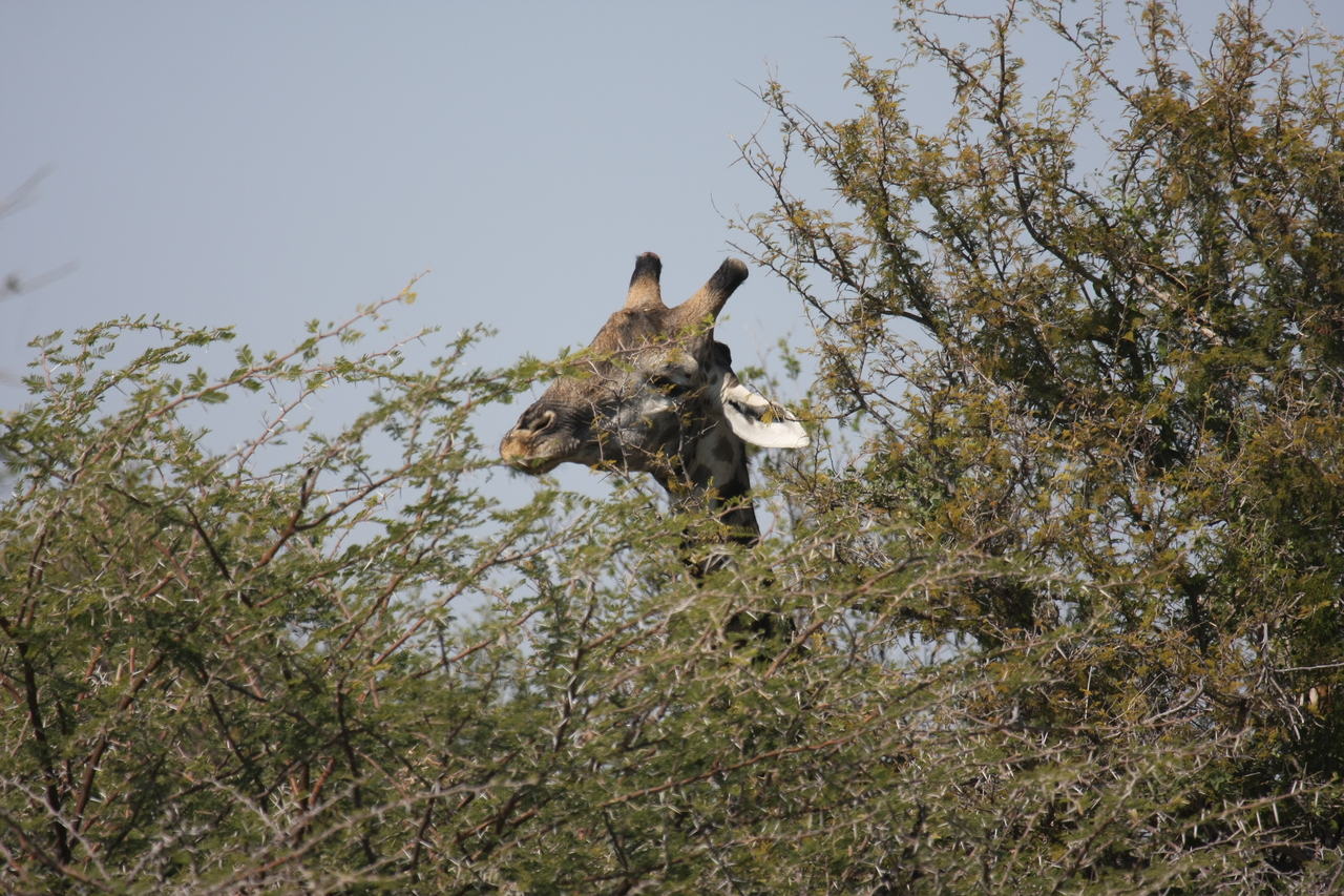 [24055] 2016_06_30_05_33_55_Africa_Canon_EOS_40D_IMG__00393.jpg