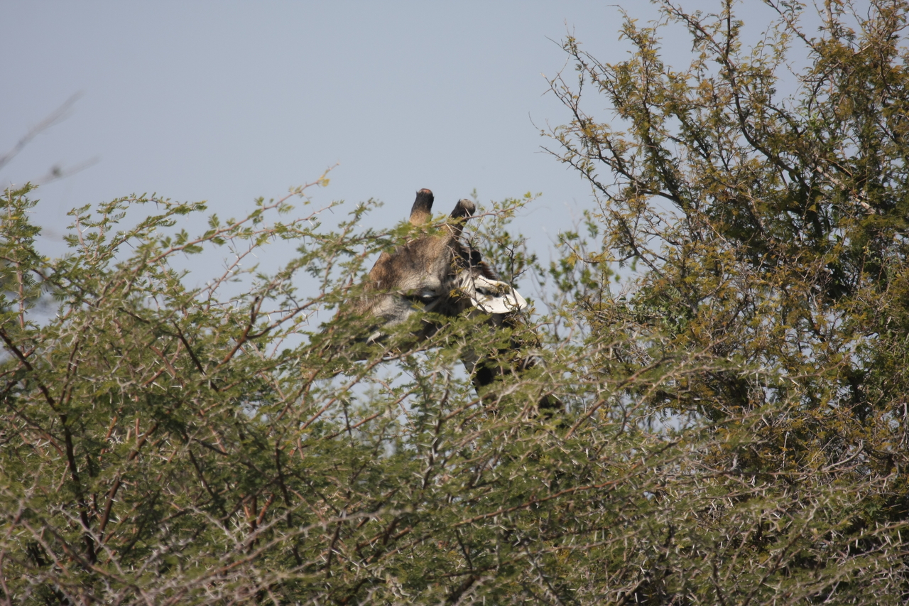 [24057] 2016_06_30_05_33_55_Africa_Canon_EOS_40D_IMG__00395.jpg