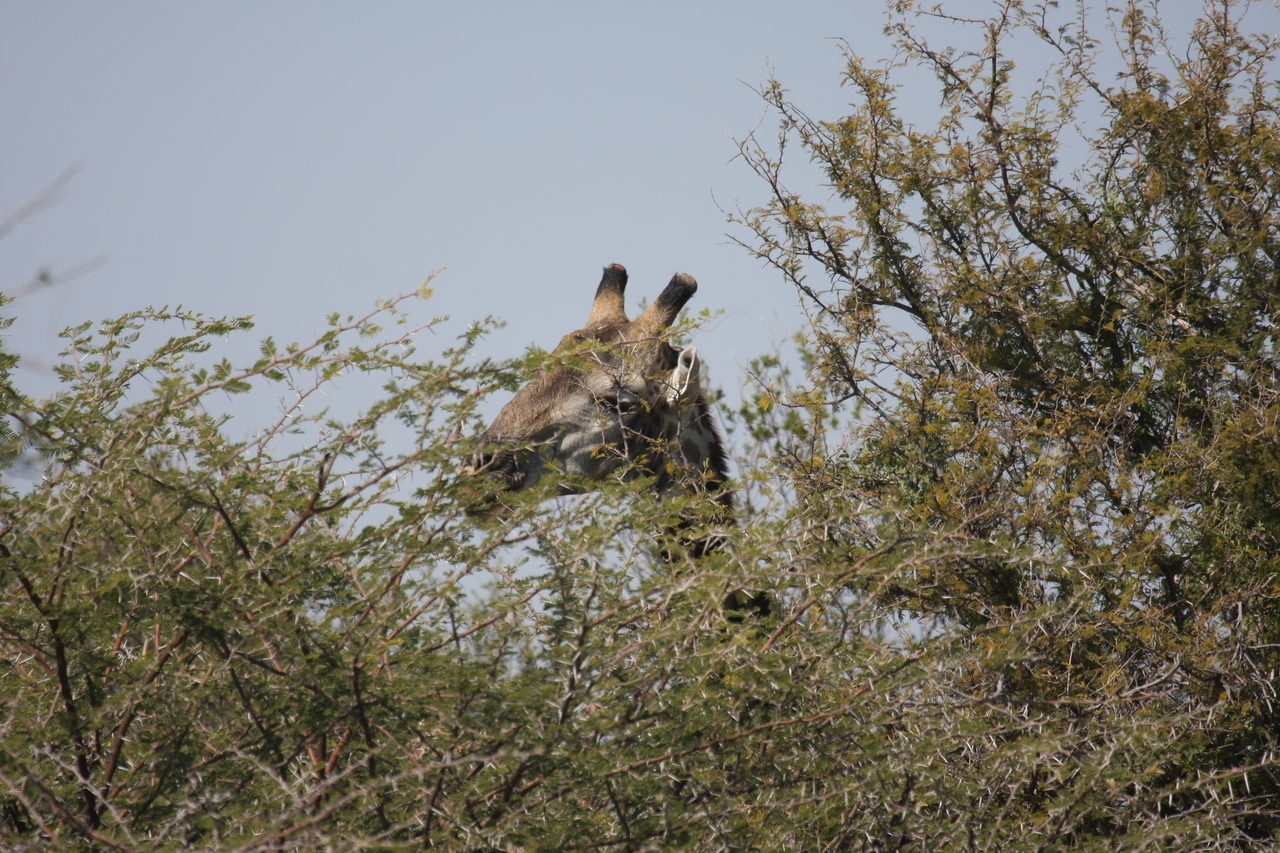 [24062] 2016_06_30_05_33_55_Africa_Canon_EOS_40D_IMG__11567.jpg