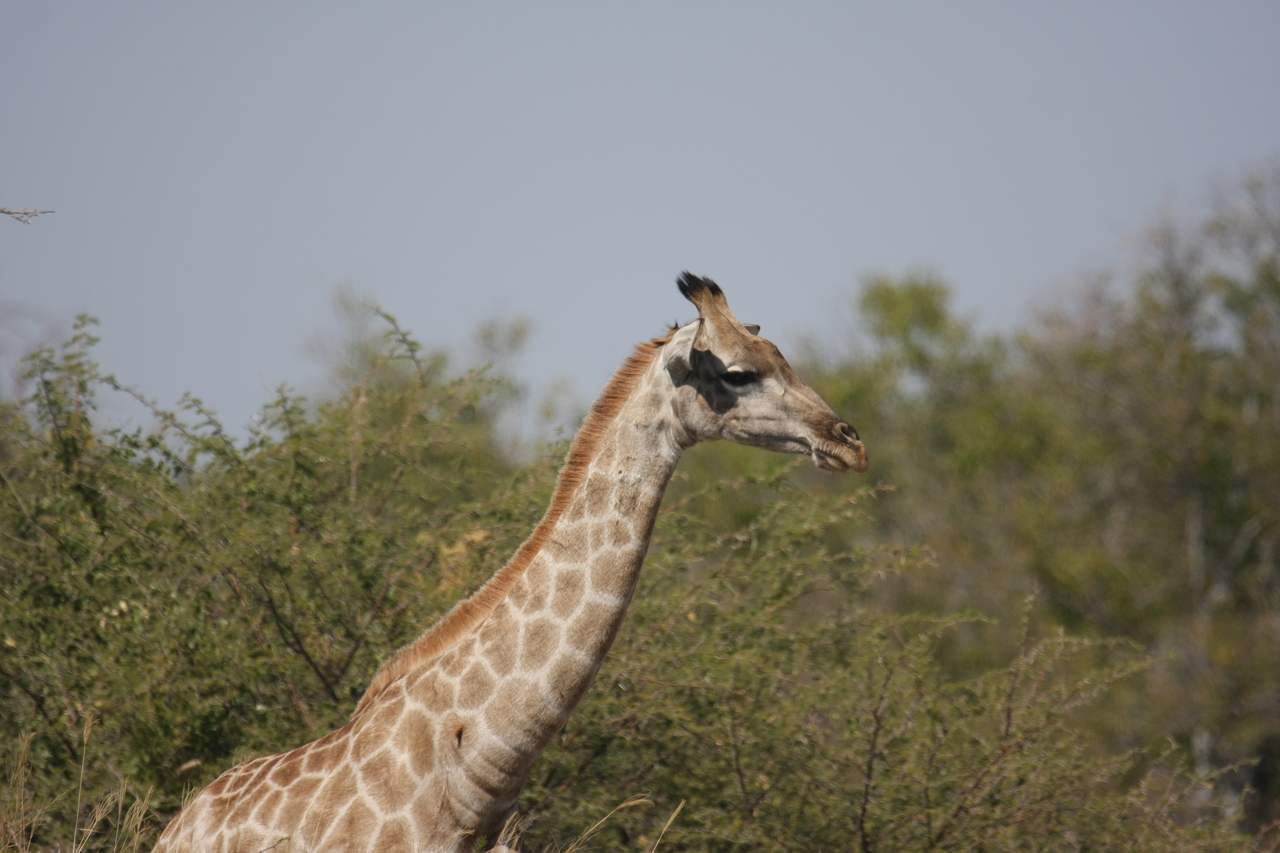 [24067] 2016_06_30_05_33_59_Africa_Canon_EOS_40D_IMG__04122.jpg