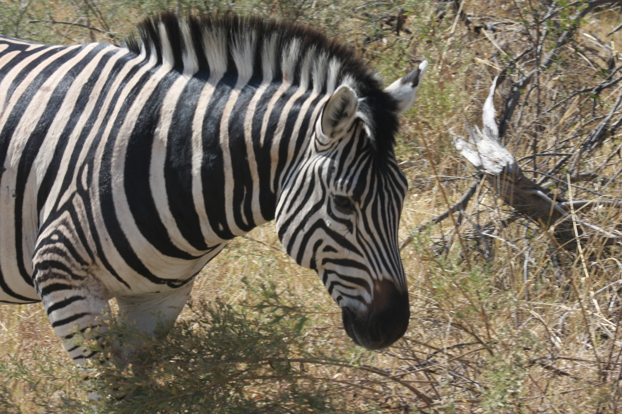 [24074] 2016_06_30_05_43_44_Africa_Canon_EOS_40D_IMG__00400.jpg