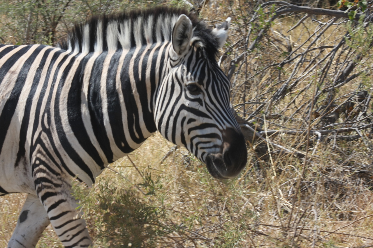 [24075] 2016_06_30_05_43_44_Africa_Canon_EOS_40D_IMG__00401.jpg