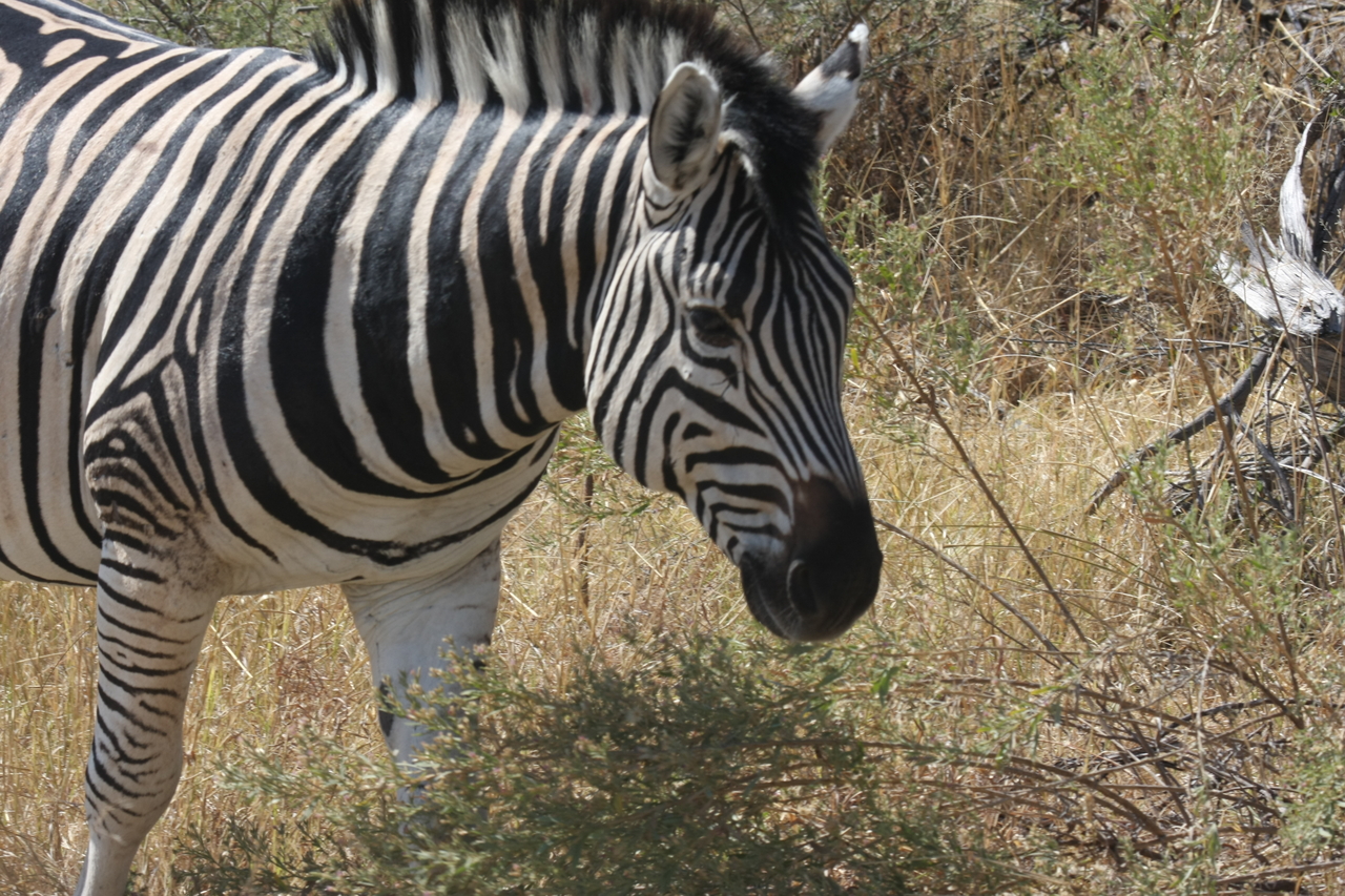 [24079] 2016_06_30_05_43_44_Africa_Canon_EOS_40D_IMG__11572.jpg