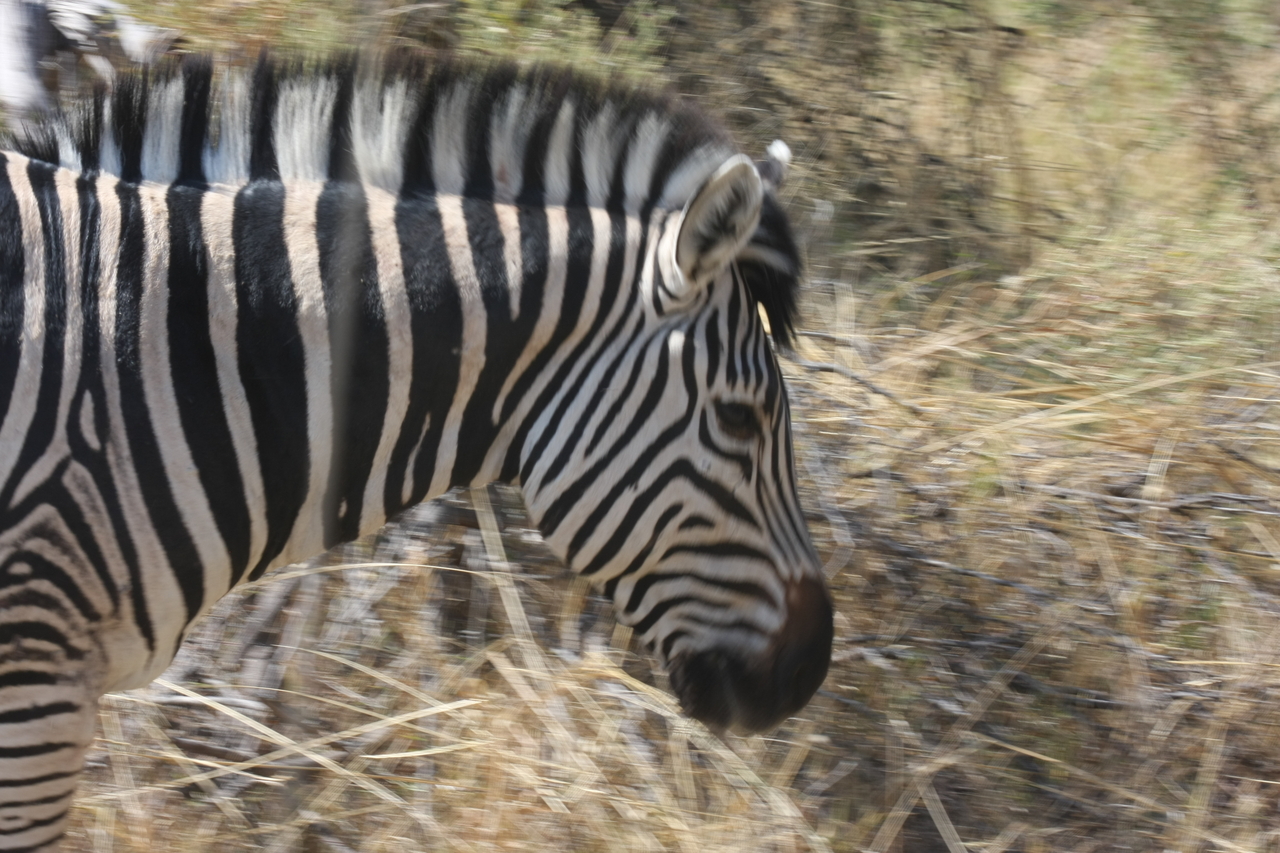 [24086] 2016_06_30_05_43_48_Africa_Canon_EOS_40D_IMG__04130.jpg