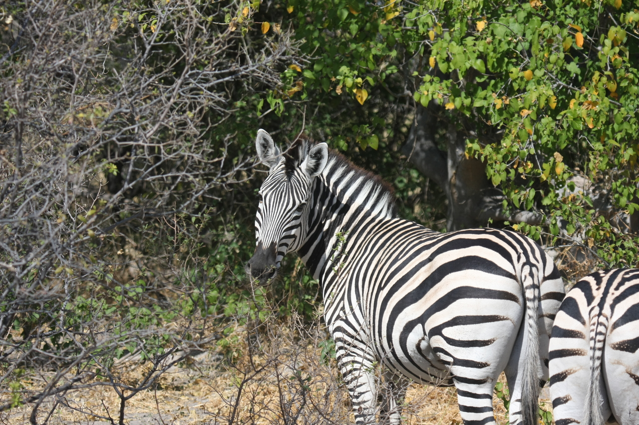 [24090] 2016_06_30_05_43_54_Africa_Canon_EOS_40D_IMG__11578.jpg
