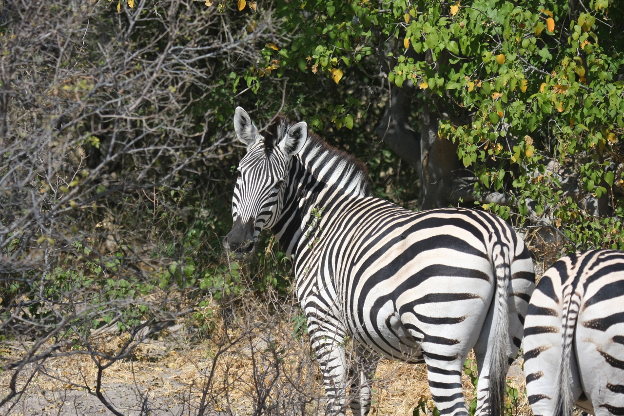 [24092] 2016_06_30_05_44_01_Africa_Canon_EOS_40D_IMG__00407.jpg