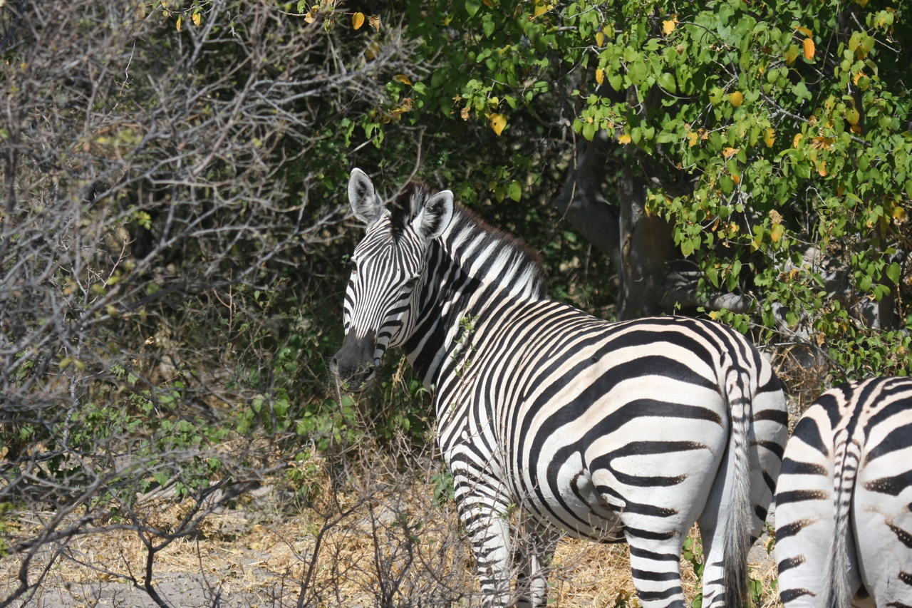 [24096] 2016_06_30_05_44_01_Africa_Canon_EOS_40D_IMG__04134.jpg