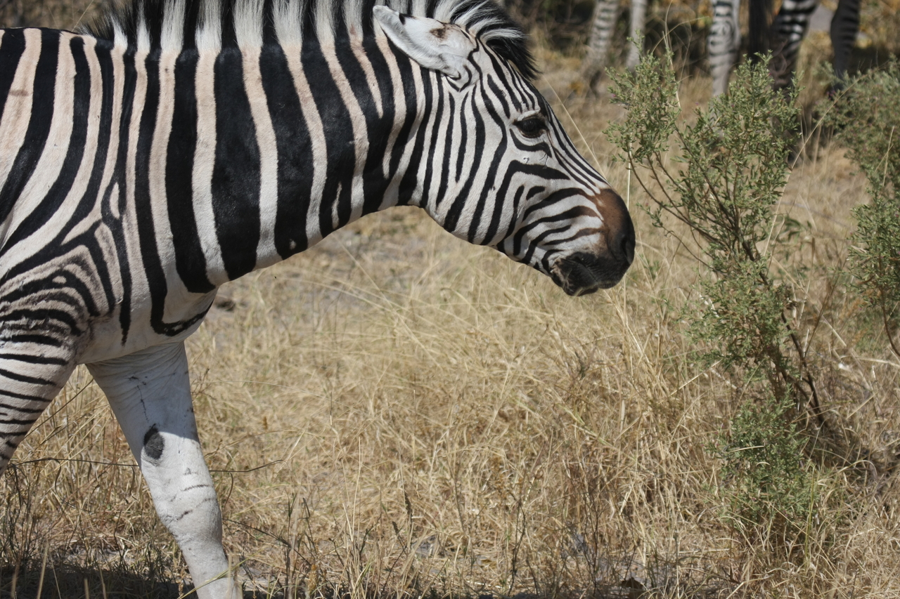 [24100] 2016_06_30_05_44_07_Africa_Canon_EOS_40D_IMG__00409.jpg