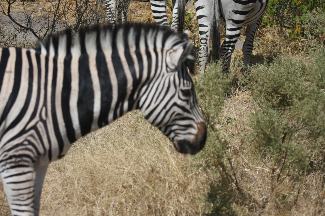 [24104] 2016_06_30_05_44_07_Africa_Canon_EOS_40D_IMG__04136.jpg