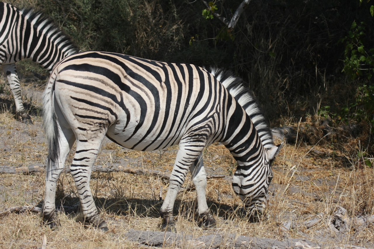 [24109] 2016_06_30_05_44_19_Africa_Canon_EOS_40D_IMG__00412.jpg