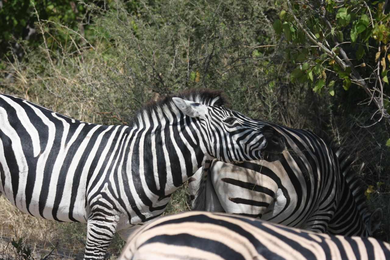 [24114] 2016_06_30_05_44_24_Africa_Canon_EOS_40D_IMG__04140.jpg