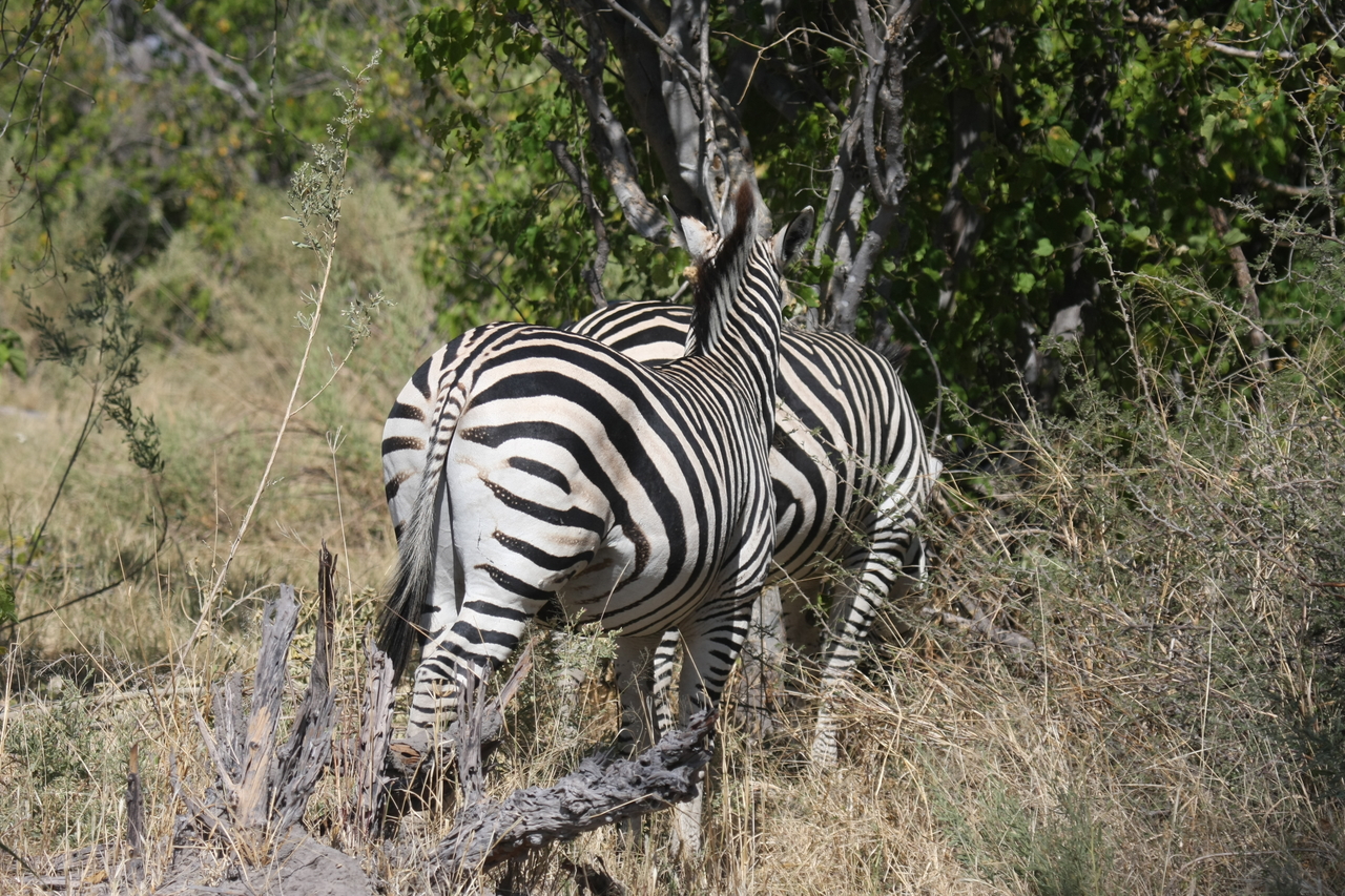 [24122] 2016_06_30_05_45_00_Africa_Canon_EOS_40D_IMG__04143.jpg
