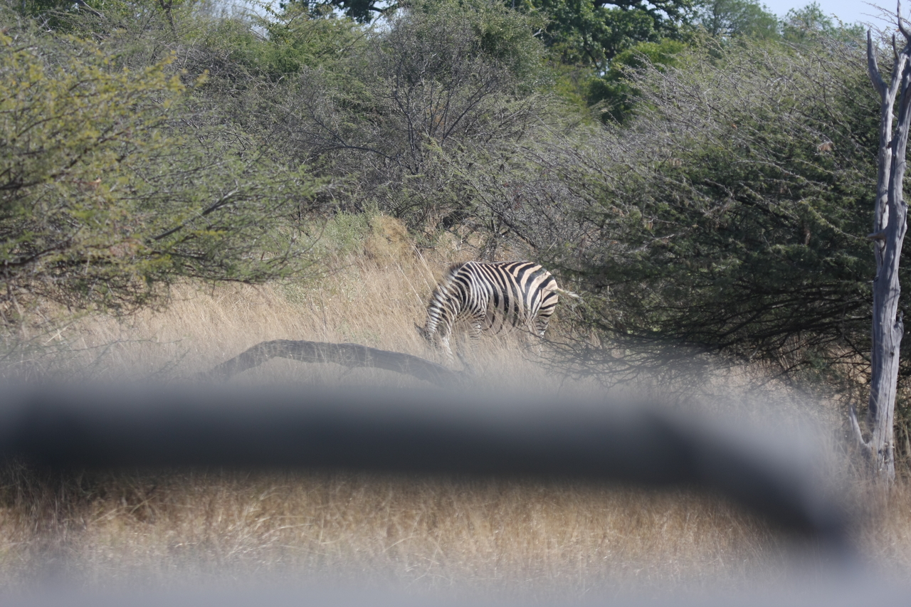 [24129] 2016_06_30_05_45_34_Africa_Canon_EOS_40D_IMG__11592.jpg