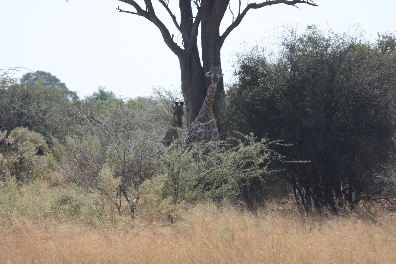 [24134] 2016_06_30_05_45_45_Africa_Canon_EOS_40D_IMG__04147.jpg