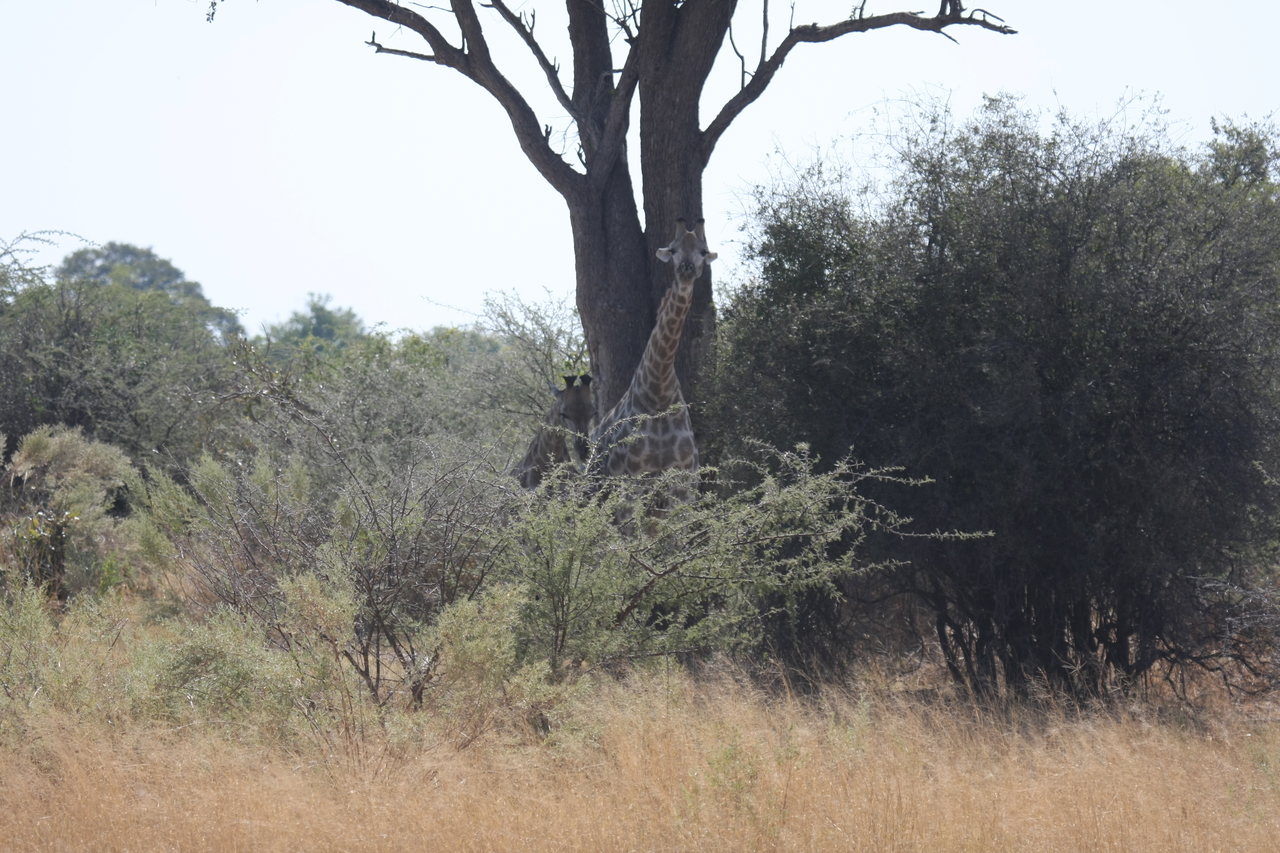 [24136] 2016_06_30_05_45_45_Africa_Canon_EOS_40D_IMG__11593.jpg