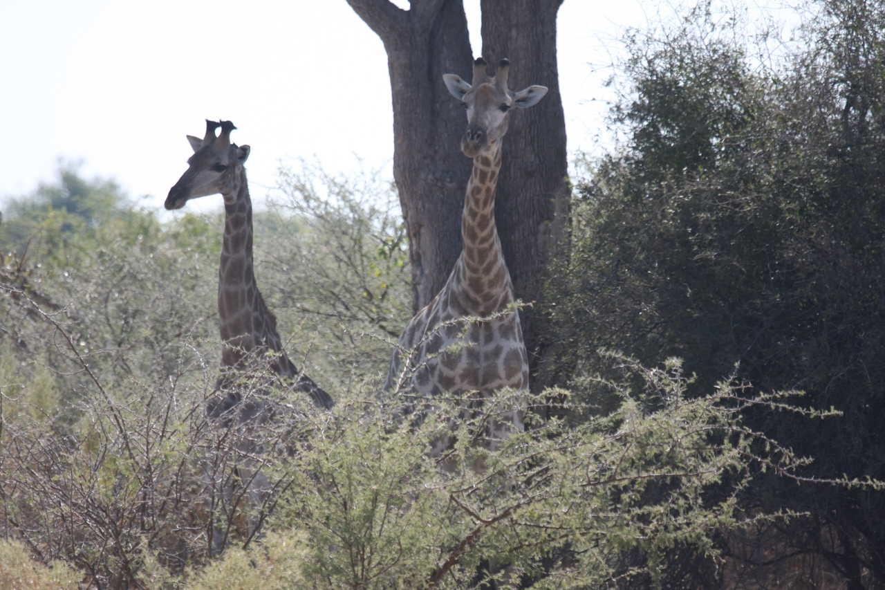 [24139] 2016_06_30_05_46_05_Africa_Canon_EOS_40D_IMG__00423.jpg