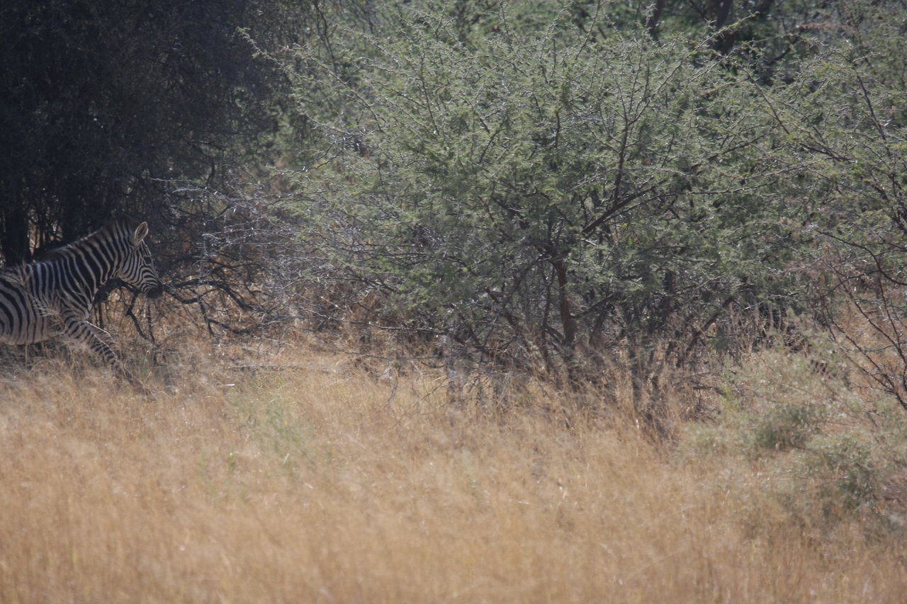 [24144] 2016_06_30_05_46_07_Africa_Canon_EOS_40D_IMG__11598.jpg