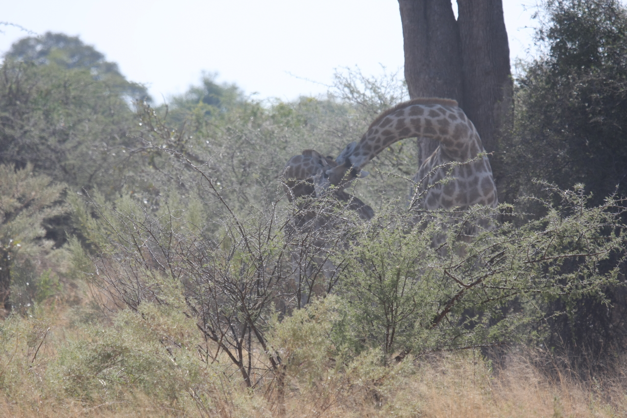 [24147] 2016_06_30_05_46_26_Africa_Canon_EOS_40D_IMG__00428.jpg