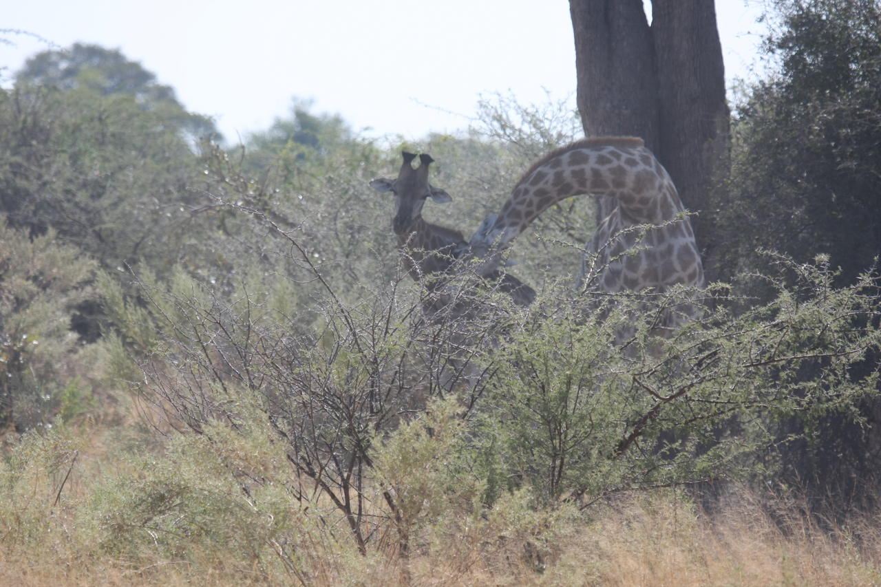 [24152] 2016_06_30_05_46_26_Africa_Canon_EOS_40D_IMG__11600.jpg