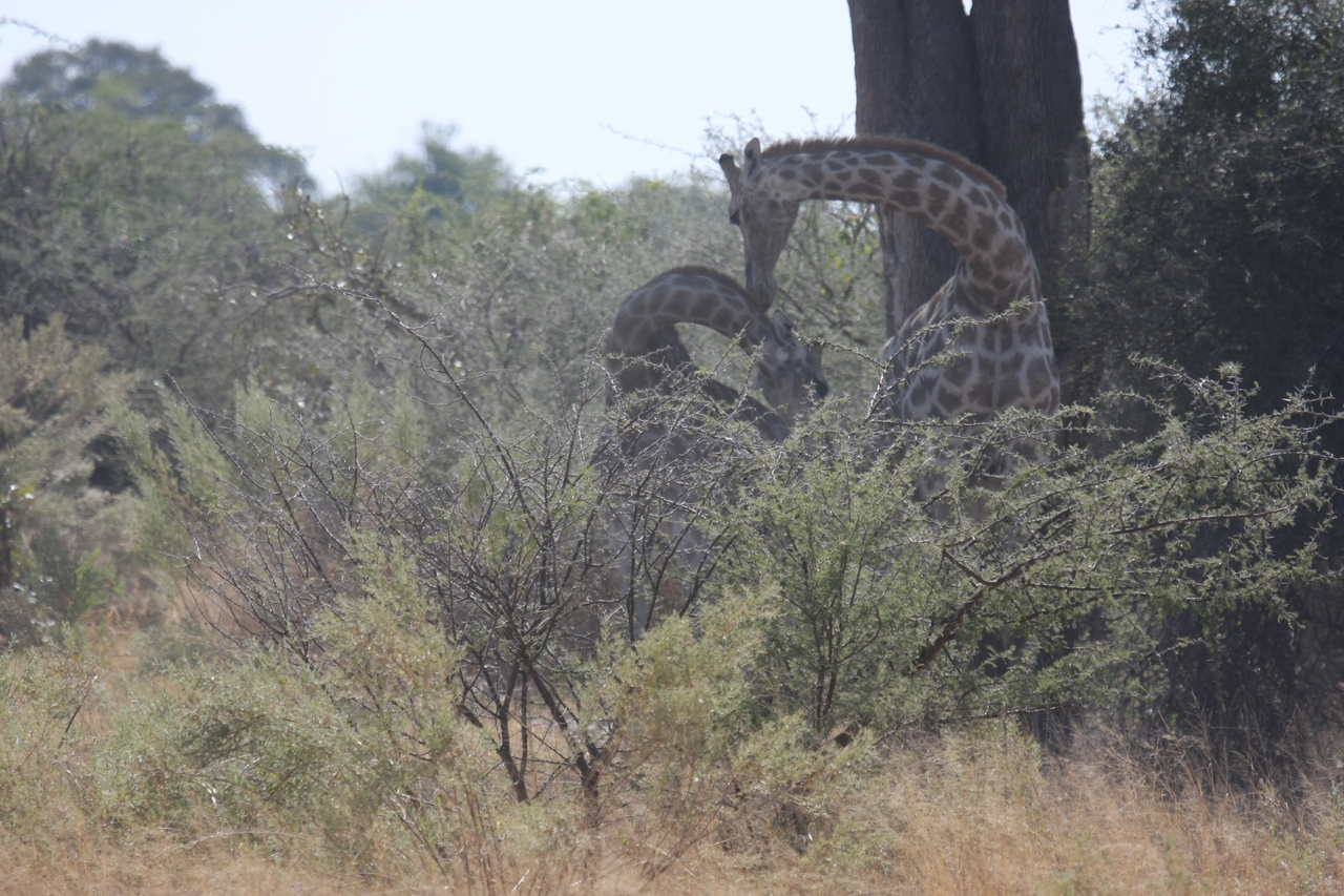 [24158] 2016_06_30_05_46_27_Africa_Canon_EOS_40D_IMG__04156.jpg