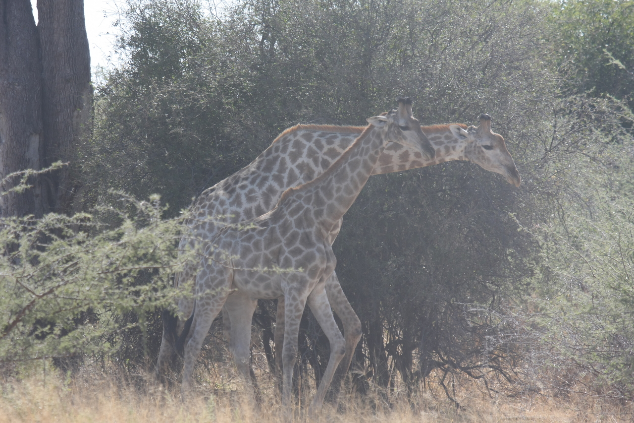 [24164] 2016_06_30_05_46_37_Africa_Canon_EOS_40D_IMG__00433.jpg