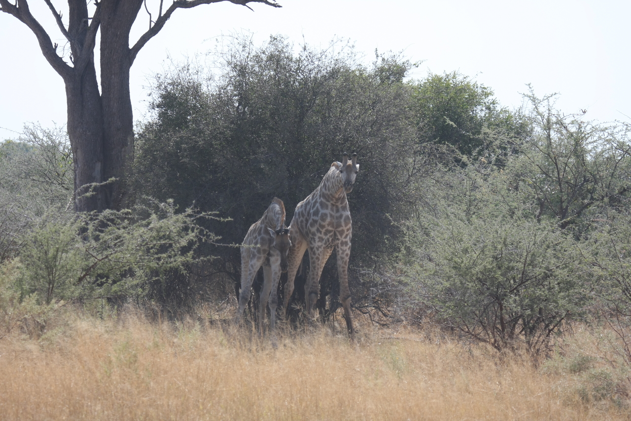 [24176] 2016_06_30_05_46_44_Africa_Canon_EOS_40D_IMG__04163.jpg