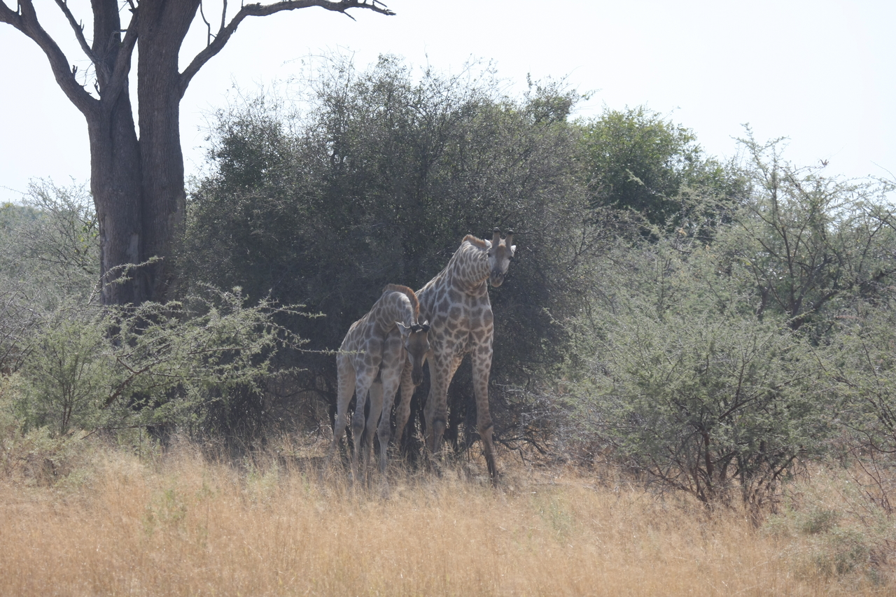 [24178] 2016_06_30_05_46_44_Africa_Canon_EOS_40D_IMG__11609.jpg