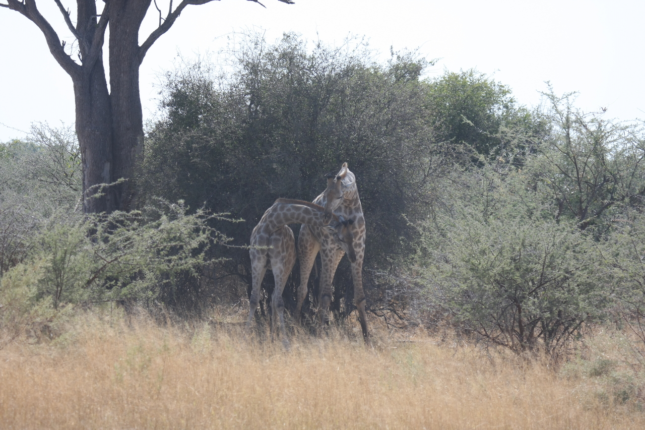 [24182] 2016_06_30_05_46_46_Africa_Canon_EOS_40D_IMG__00440.jpg