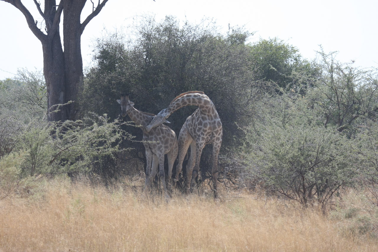 [24193] 2016_06_30_05_46_50_Africa_Canon_EOS_40D_IMG__04168.jpg