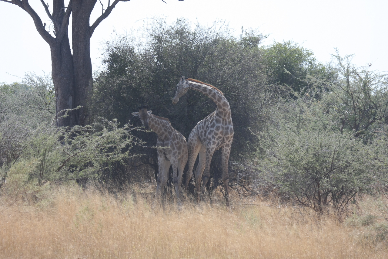 [24195] 2016_06_30_05_46_50_Africa_Canon_EOS_40D_IMG__04170.jpg